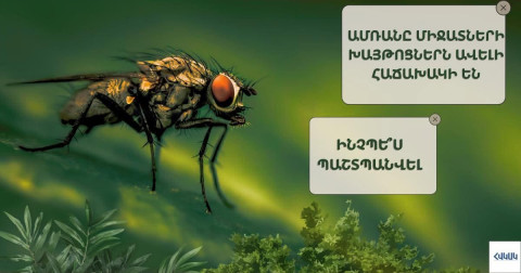 Ինչպես պաշտպանվել միջատների խայթոցներից. ՀՎԿԱԿ-ի խորհուրդները