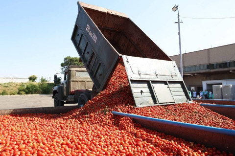 Այս տարի ևս լոլիկի մթերման հետ կապված խնդիրներ չենք ունենալու. Գևորգ Պապոյան