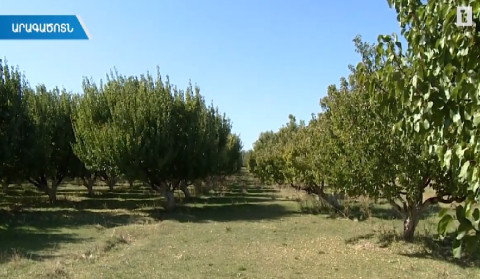 Հայաստանում գյուղապահովագրության առաջին պայմանագիրը կնքված է