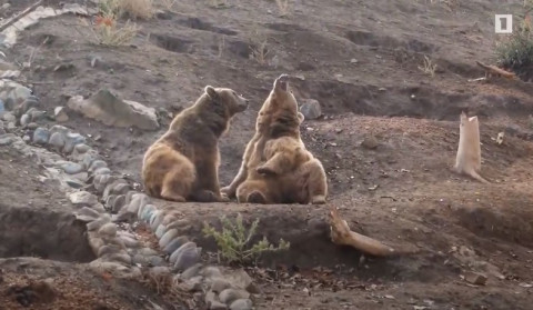 The 30 locked up bears now are in better shape